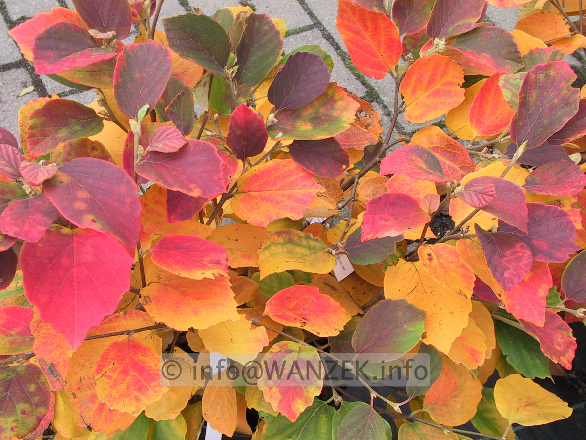 Fothergilla major - Herbst 03.JPG